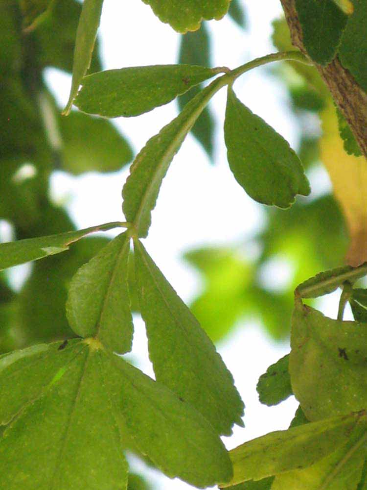              Rachis (Winter Haven, FL)       